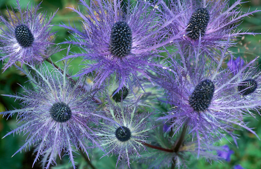 Alpine Sea Holly