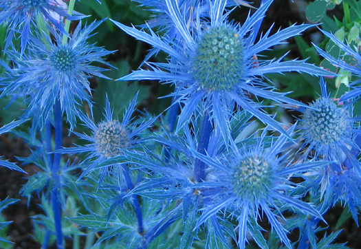 Lapis Blue Sea Holly