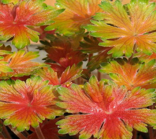dwarf Hosta 'Cherry Tart' - gold leaves, red stems!