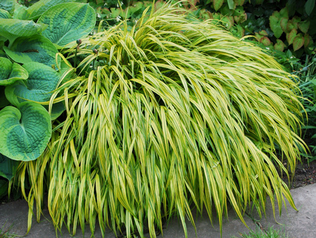 Hakonechloa 'Aureola'