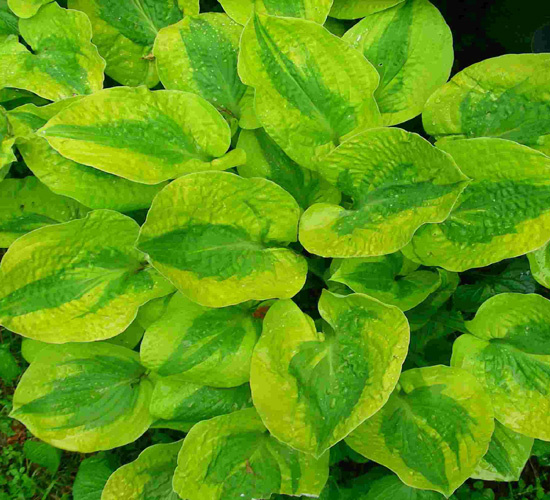 Hosta 'Glad Rags'