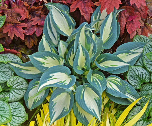 Hosta 'Ivory Queen' - gorgeous & slug resistant!