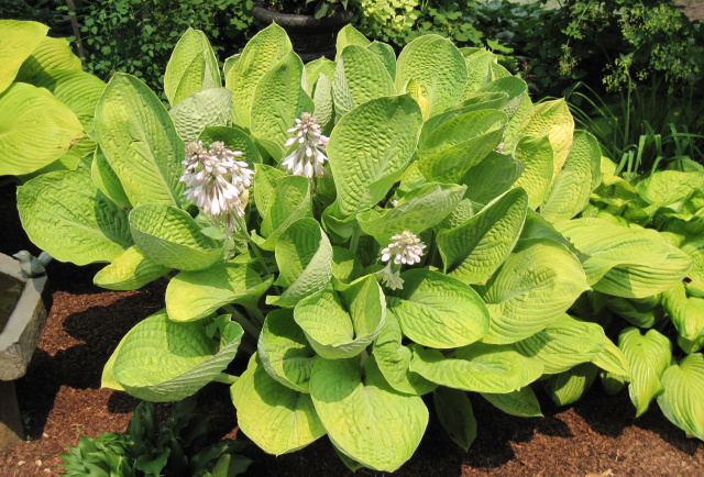Hosta 'World Cup' - 2018 Hosta of the Year