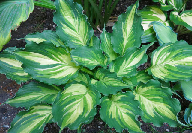 Hosta 'Lakeside Paisley Print ' - 2019 Hosta of the Year