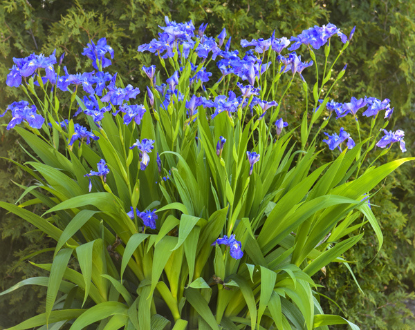 Ming Treasure ampliflora iris