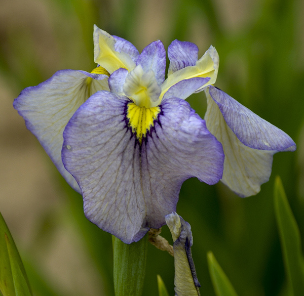 Tsukiyono 'Moonlit Field' pseudata iris 