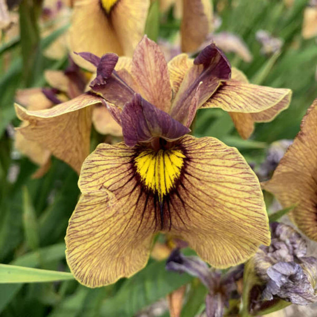 Night Thunder Iris