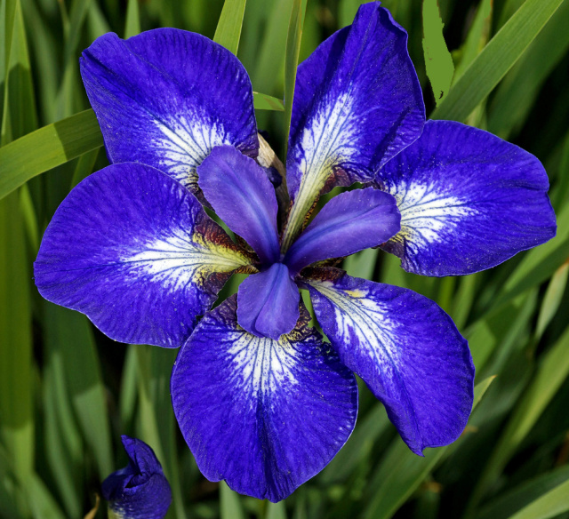 Jerry Murphy iris