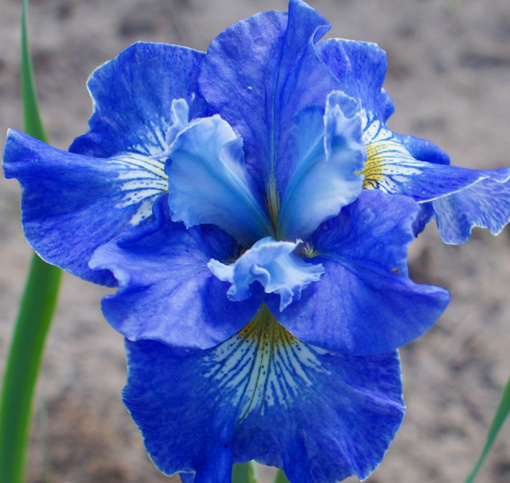 Tutu Blue Siberian iris