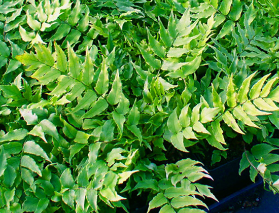 Japanese Holly Fern