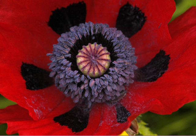 'Goliath' oriental poppy