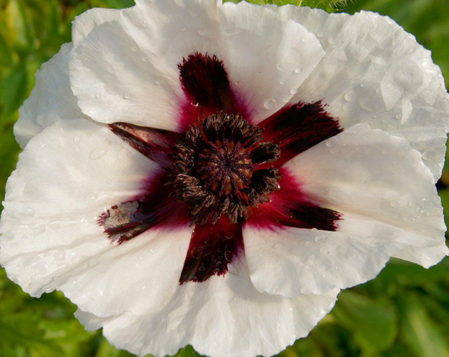 'Snow Goose' oriental poppy