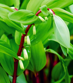 dwarf Hosta 'Cherry Tart' - gold leaves, red stems!