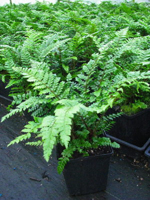 Tassel fern