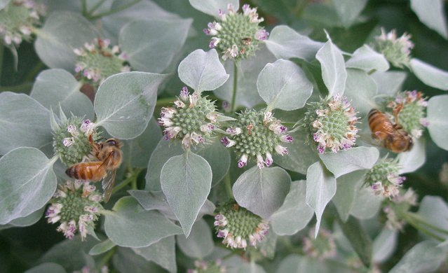 Mountain Mint