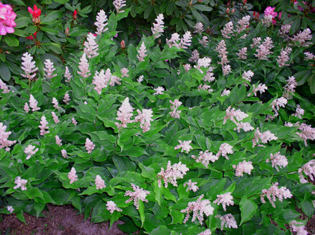 Smilacina - native False Solomon's Seal - in the Sundquist Nursery gardens