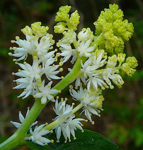 native false Solomon's seal - Smilacina racemosa