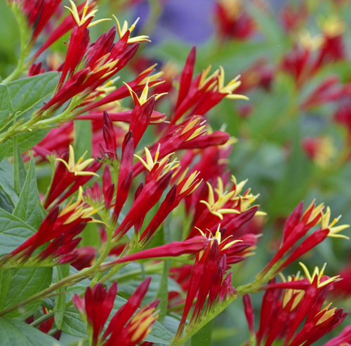 Little Redhead Spigelia