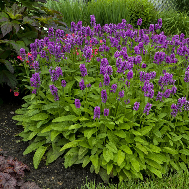 Millenium globe onion - 2018 Perennial Plant of the Year
