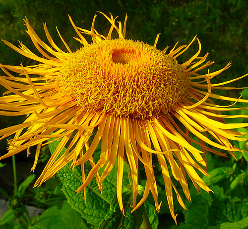 Telekia - heartleaf oxeye daisy