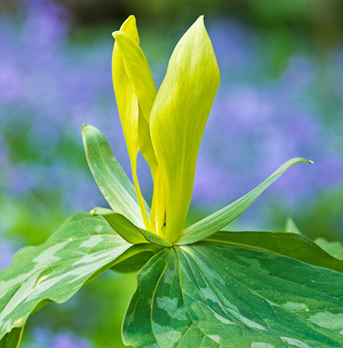 Trilliumluteum