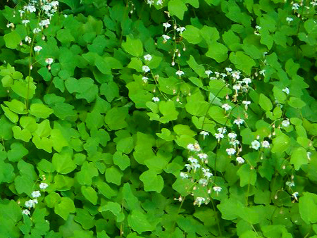 /Vancouveria hexandra 'Randy's Evergreen'